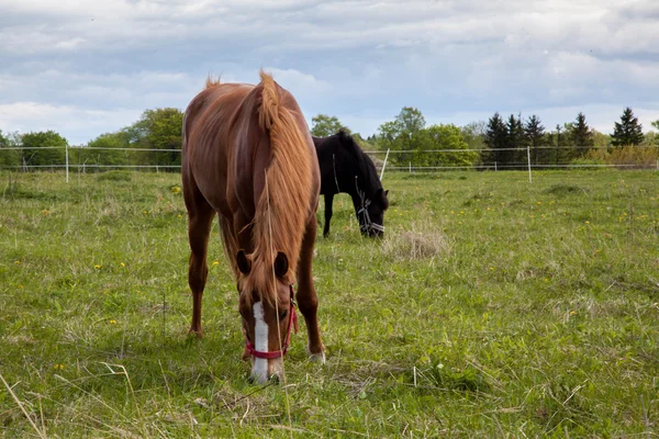 Pâturage des chevaux dans les champs — Photo