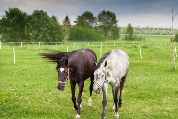 Hästar som betar ute på fältet — Stockfoto