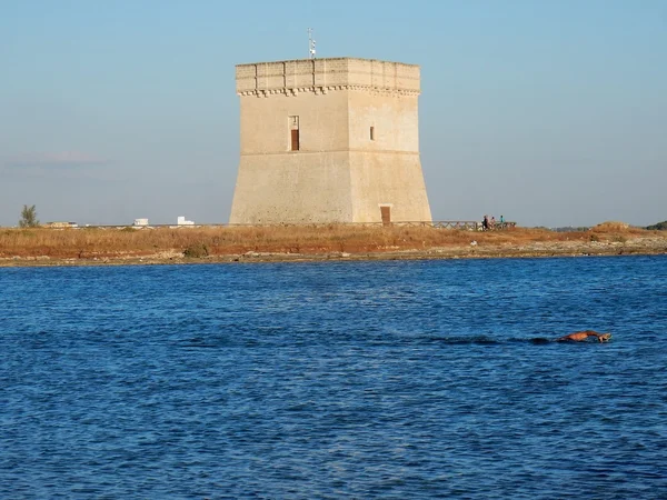 Porto Cesareo Nadador Que Nadó Bahía Frente Torre Chianca —  Fotos de Stock