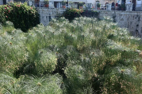 시라쿠사 이탈리아 시칠리아 2020 Papyrus Plants Fonte Aretusa — 스톡 사진
