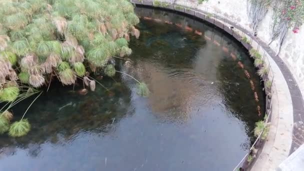 Siracusa - Panoramica della Fonte Aretusa — Vídeo de stock