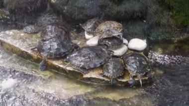 Trani, Puglia, İtalya - 18 Mayıs 2019: Belediye villasında kaplumbağa ve balıklı heykel çeşmesi