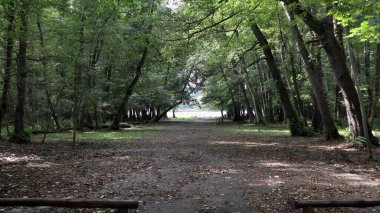 Monticchio, Basilicata, İtalya - 1 Ekim 2020: Kayın ormanında Lago Grande 'ye doğru yol