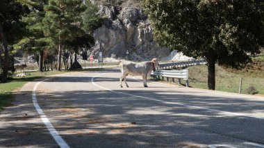 Bagnoli Irpino, Campania, İtalya - 2 Ekim 2020: Piyano Laceno 'da otlayan inekler