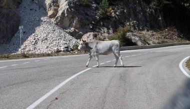 Bagnoli Irpino, Campania, İtalya - 2 Ekim 2020: Piyano Laceno 'da otlayan inekler