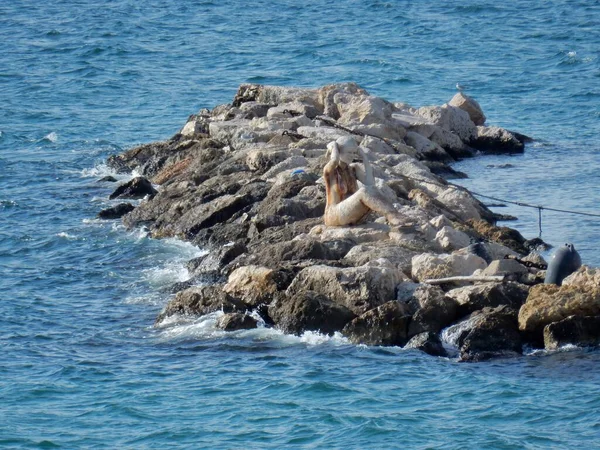 Taranto Puglia Itália Novembro 2019 Estátua Cimento Marinho Sereia Skuma — Fotografia de Stock