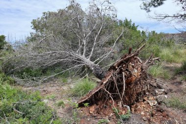 Palinuro, Campania, İtalya - 8 Haziran 2020: Fortino di Monte d 'Oro yolu üzerindeki sökülmüş ağaç