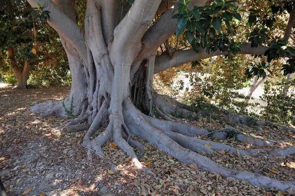 Syracuse Sicilya Talya Ağustos 2020 Neapolis Arkeoloji Parkındaki Ficus Magnolioide — Stok fotoğraf