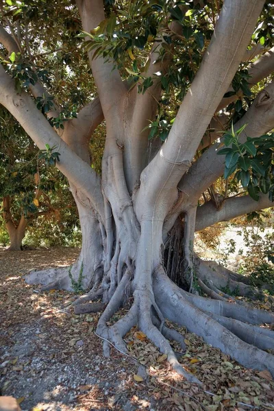 Siracusa Sicília Itália Agosto 2020 Ficus Magnolioide Tree Archaeological Park — Fotografia de Stock