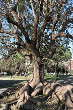 Napoli, Campania, İtalya - 26 Ocak 2021: Caracciolo kıyısındaki Villa Comunale 'de anıtsal ağaç