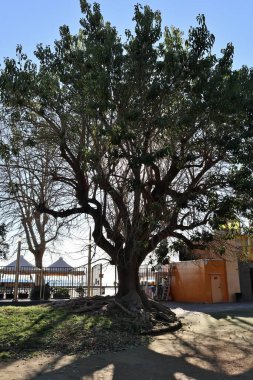 Napoli, Campania, İtalya - 26 Ocak 2021: Caracciolo kıyısındaki Villa Comunale 'de anıtsal ağaç