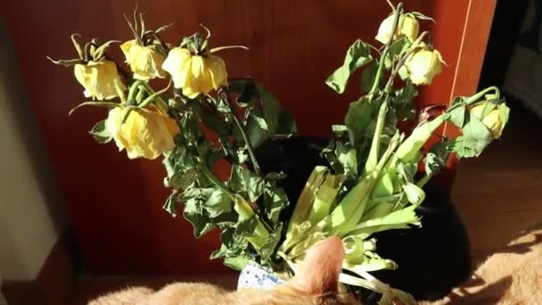 Gatti che mangiucchiano un mazzo di fiori — Stock Video