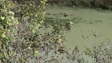 Benevento, Campania, İtalya 2 Kasım 2025: Via Lungocalore Manfredi di di Svevia 'dan Calore Nehri' ndeki büyük uzaylı balığı