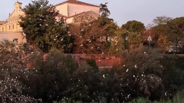 Calore Nehri 'ndeki küçük balıkçıl sürüsü.