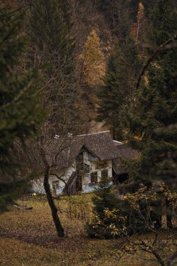 Bahçesi ve verandası olan yemyeşil ağaçların arasına kurulmuş küçük bir çiftlik, sonbahar otları ve kırsal alanda rahat bir dinlenme yeri.