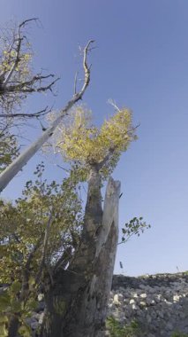 Açık mavi gökyüzüne karşı altından yaprakları olan, yukarı bakan ağaç gövdesi ve eğimli dalları kayalık yamaçtan yükseliyor.,