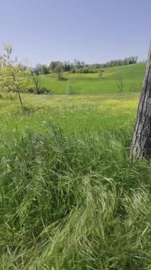 Berrak gökyüzünün altında yemyeşil çayır, Yalnız Ağaç Gövdesi Önplanda, Uzun otlar ve Sarı kır çiçekleri