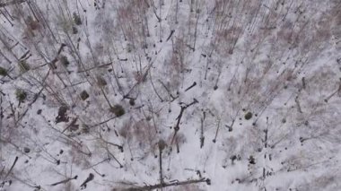 Hava Karlı Orman Örtüsü İnce Ağaç Sandıkları, Dağılmış Damlalar ve Düşmüş Dallar Ortaya Çıkartıyor