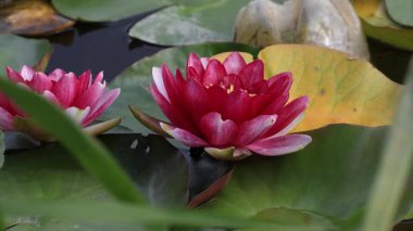 Glck Gölü Bolu gölündeki nilüfer çiçeği manzarası