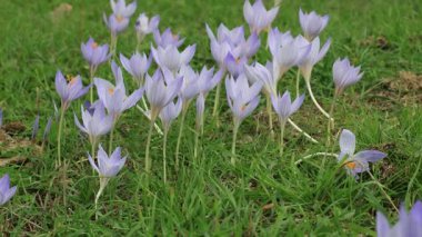 Mor çiçek tarlasına yakın çekim