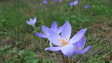 Mor çiçek tarlasına yakın çekim