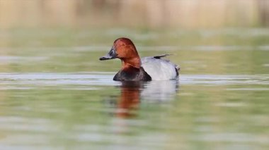 Ördekler gölde yüzüyor.