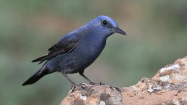 Gkard - Mavi Kaya Ardıç kuşu bir kayaya tünedi