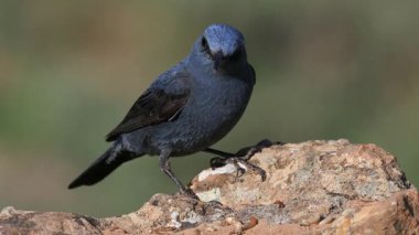 Gkard - Mavi Kaya Ardıç kuşu bir kayaya tünedi