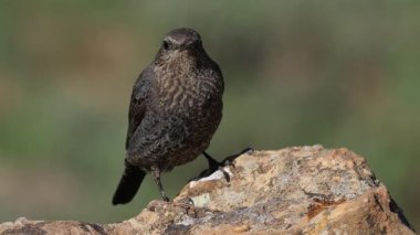 Gkard - Mavi Kaya Ardıç kuşu bir kayaya tünedi