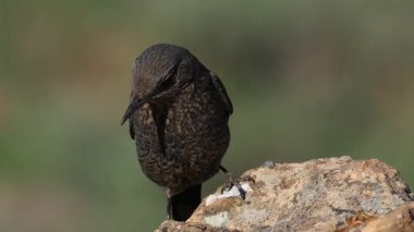 Gkard - Mavi Kaya Ardıç kuşu bir kayaya tünedi