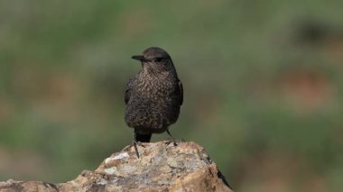 Gkard - Mavi Kaya Ardıç kuşu bir kayaya tünedi