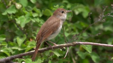Bir dala tüneyen sıradan bir Nightingale. 