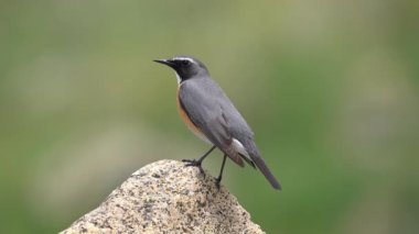 Beyaz boğazlı Robin kuşu bir kayaya tünedi