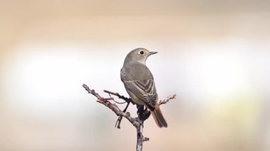 kırmızı başlat (dişi) kuş dala tünedi