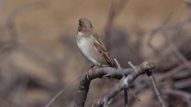 Sparrow Hanesi doğada bir dal üzerine