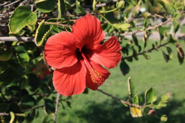 tıbbi amber çiçeği yakın plan fotoğrafı.