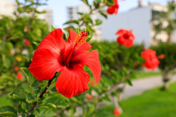tıbbi amber çiçeği yakın plan fotoğrafı.
