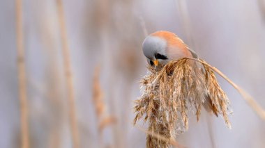 Bearded Reedling tit bird perching on a branch                               
