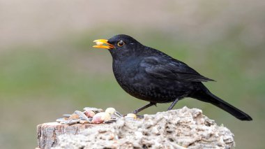 Bir kayanın üzerinde tüneyen sıradan bir karatavuk                         