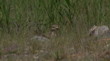 Avrasya Taşı kıvrımlı kuşu çayırlarda dolaşıyor ve saklanıyor.