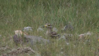 Avrasya Taşı kıvrımlı kuşu çayırlarda dolaşıyor ve saklanıyor.