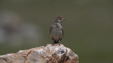 Bozkr oyuncağı - Daha Büyük Kısa Parmaklı Lark
