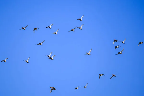 Gökyüzünde uçan ördek sürüsü