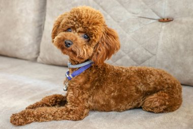 Oyuncak köpek yavrusu evde