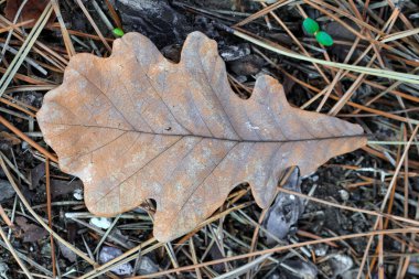 Yerde yatan bir meşe yaprağının makro fotoğrafı.