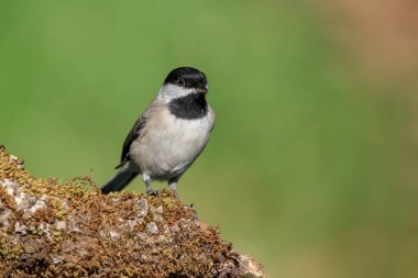 Sombre Tit bird perching on a mossy branch