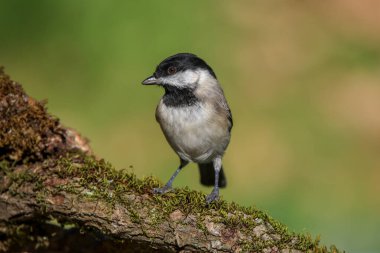Sombre Tit bird perching on a mossy branch