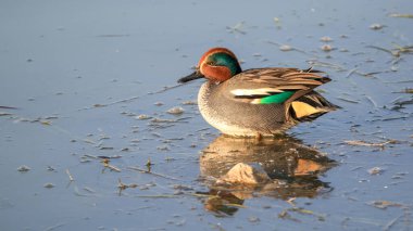 Avrasya ördek kuşu gölde yüzüyor