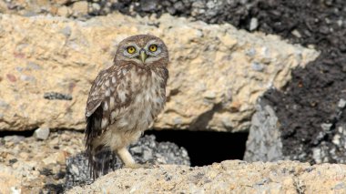 Kukumav bir kayanın üzerinde küçük sevimli baykuş
