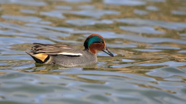 Amurcun Avrasya ördeği gölde yüzüyor